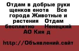 Отдам в добрые руки щенков енота. - Все города Животные и растения » Отдам бесплатно   . Ненецкий АО,Кия д.